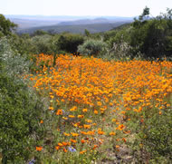 Namaqualand